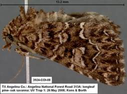 3924 Callopistria granitosa - Copy