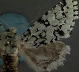 Feralia major Gainesville - Copy