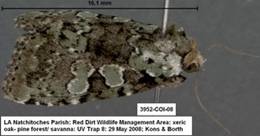 3952 Leuconycta lepidula - Copy