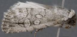 3713 Oncocnemis sectiloides - Copy