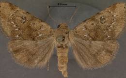 Heliocheilus turbatus 31 March 2000 - Copy