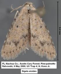 Sigela eioides 6 May 00 ACF UVT4