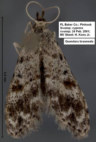 Quandara brauneata Pinhook 1