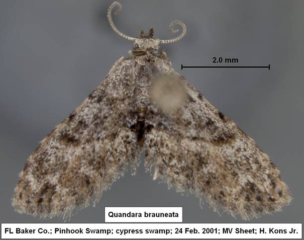 Quandara brauneata Pinhook 2