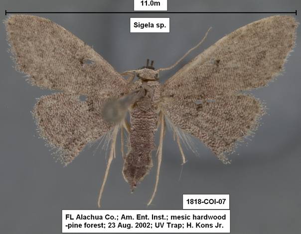 Sigela species 1818