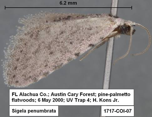 Sigela penumbrata 1717