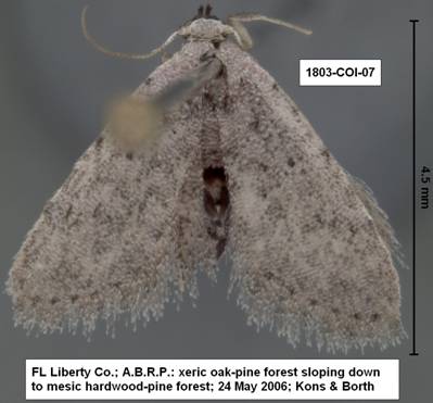 Sigela penumbrata 1803