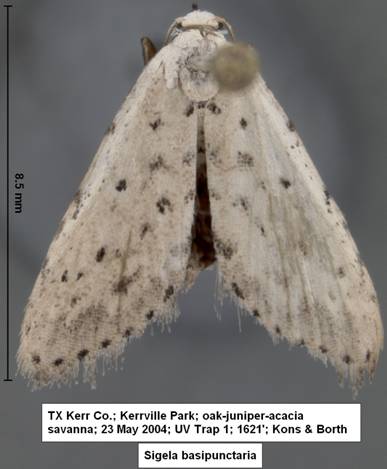 Sigela basipunctaria