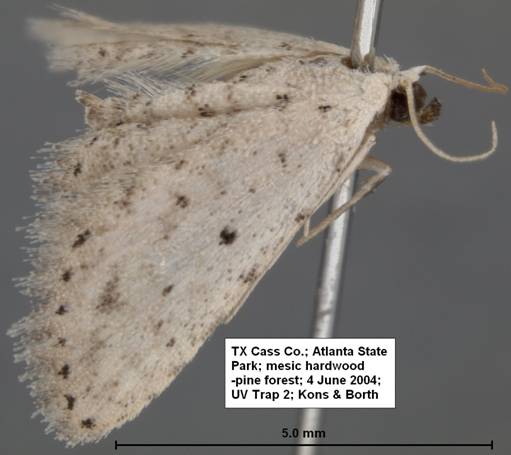 Sigela species 4 June 04 Atlanta SP