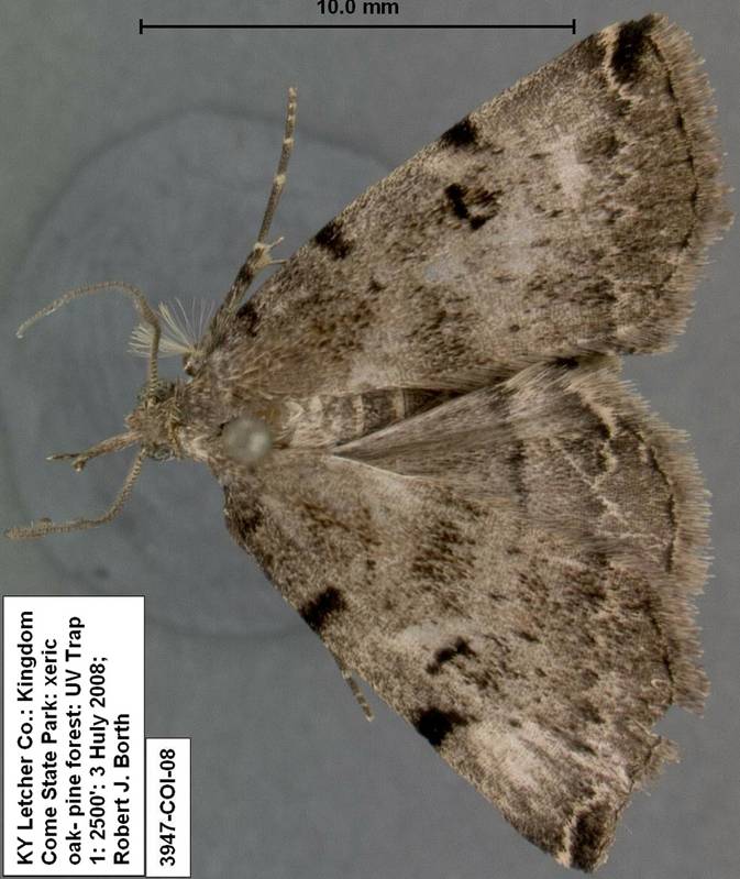 3947 Zanclognatha lituralis