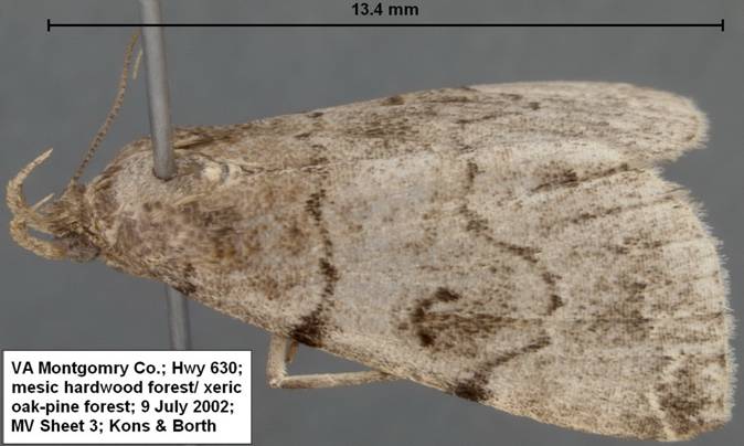Zanclognatha 9 Jul 02 630