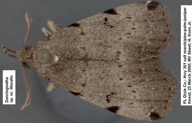 Zanclognatha near lituralis