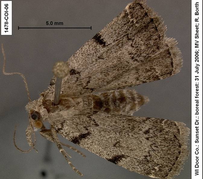 Zanclognatha deceptricalis 1478