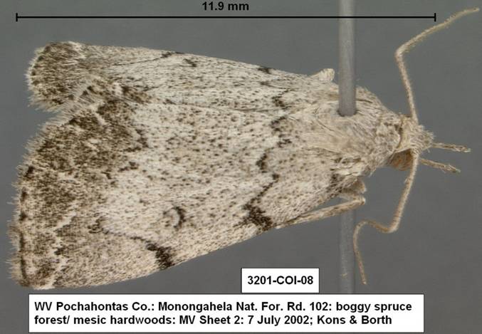3201 Zanclognatha theralis