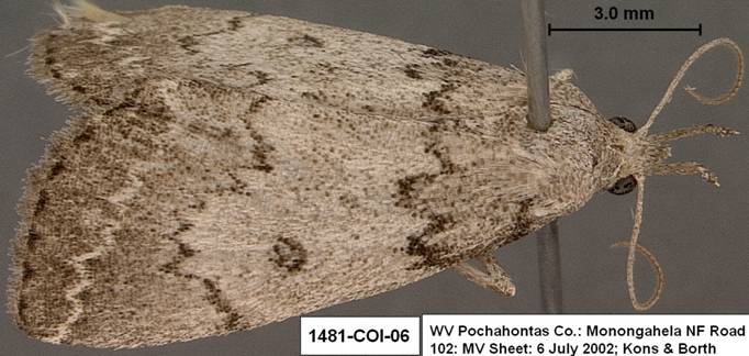 Zanclognatha theralis 1481