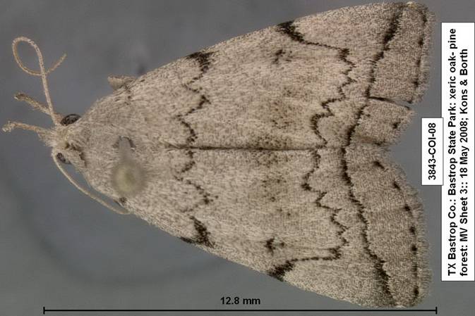 3843 Zanclognatha  sp 1