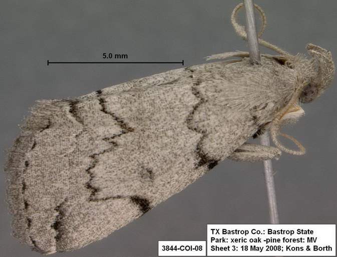3844 Zanclognatha sp 1