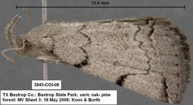 3845 Zanclognatha sp 1