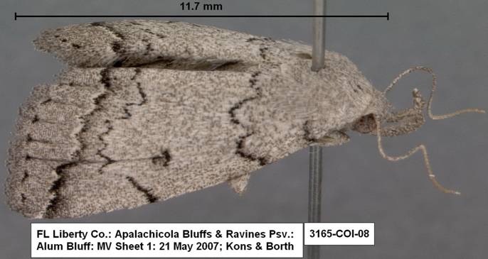 3165 Zanclognatha minoralis complex species 3