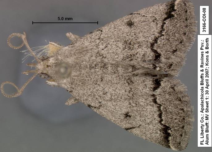 3166 Zanclognatha minoralis complex species 3