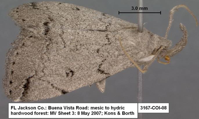 3167 Zanclognatha minoralis complex species 3