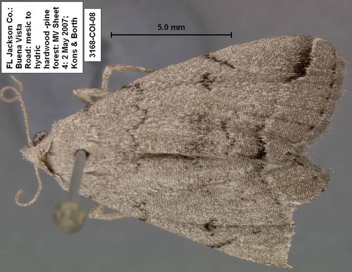 3168 Zanclognatha minoralis complex species 3