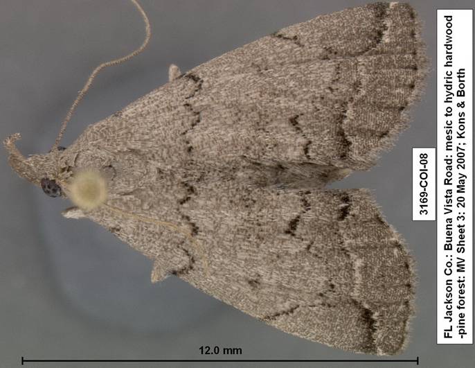 3169 Zanclognatha minoralis species 3
