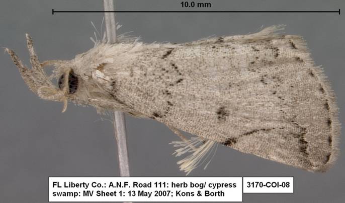 3170 Zanclognatha minoralis species 1