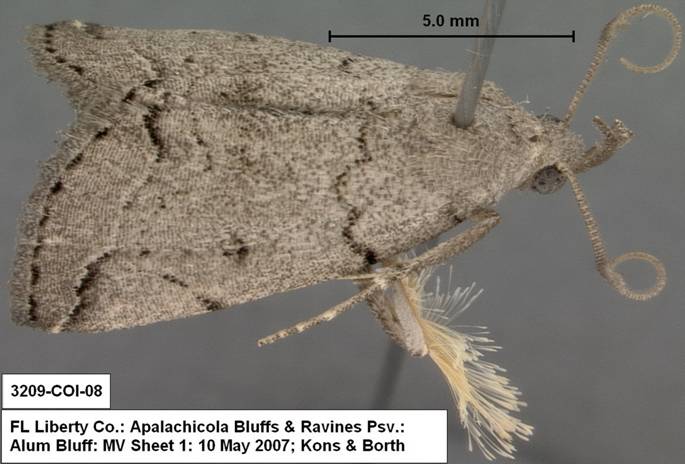 3209 Zanclognatha minoralis sp 3