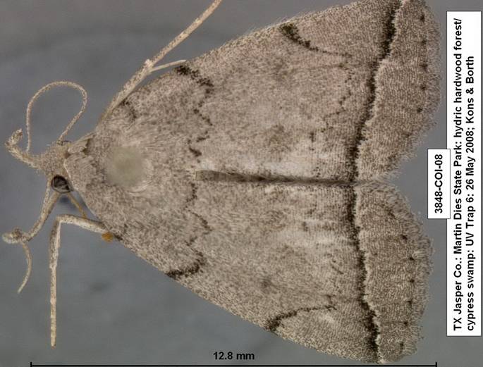 3848 Zanclognatha minoralis sp 1