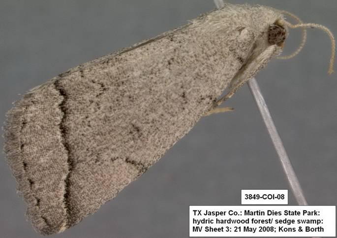 3849 Zanclognatha minoralis sp 1