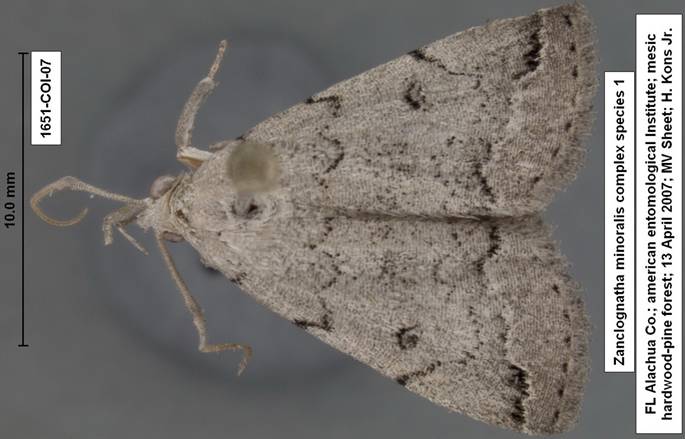 Zanclognatha minoralis complex species 1 1651