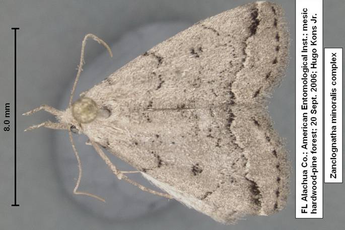 Zanclognatha minoralis complex