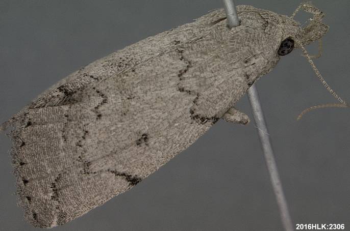 Zanclognatha minoralis sp 1 2306