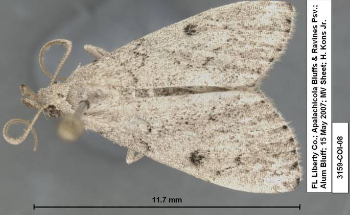3159 Zanclognatha minoralis species 2