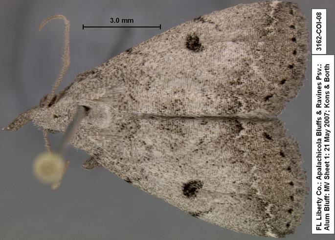 3162 Zanclognatha minoralis species 2