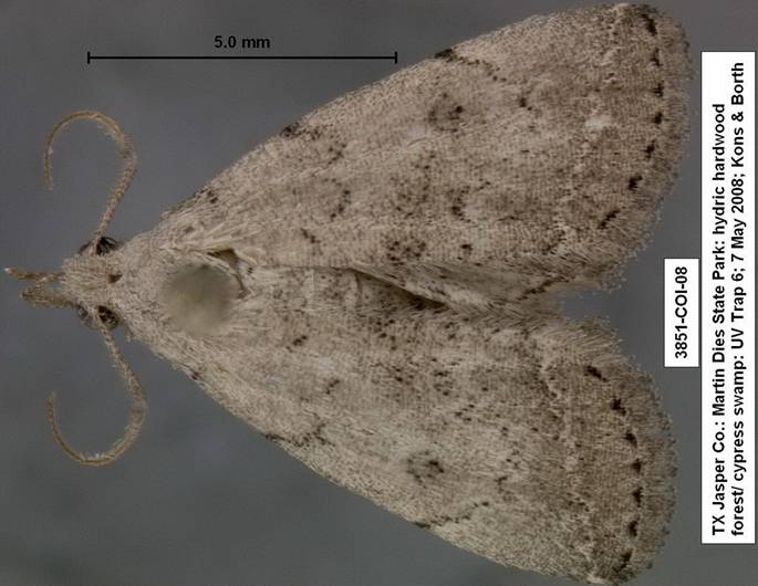 3851 Zanclognatha minoralis sp 2