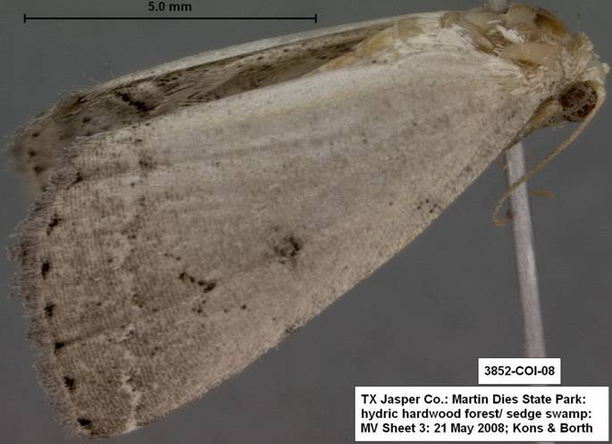 3852 Zanclognatha minoralis sp 2