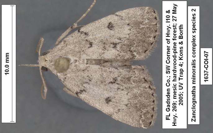 Zanclognatha minoralis species 2 1637