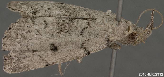Zanclognatha minoralis sp 2 2312