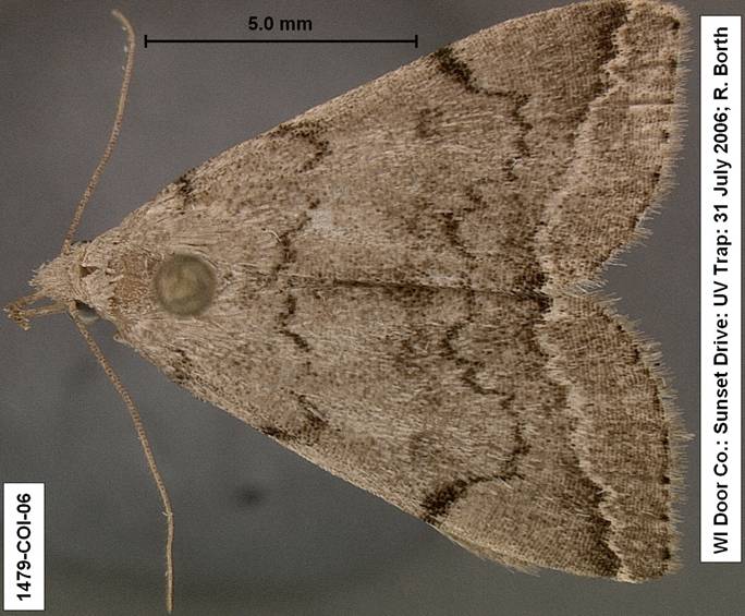 Zanclognatha deceptricalis 1479