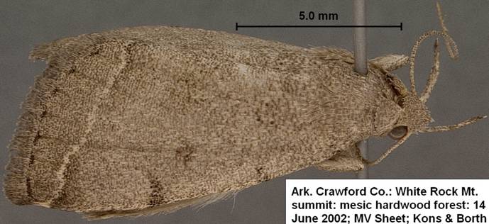 Zanclognatha nr theralis 14 Jun 02