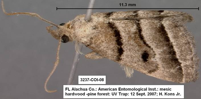 3237 Zanclognatha atrilineella