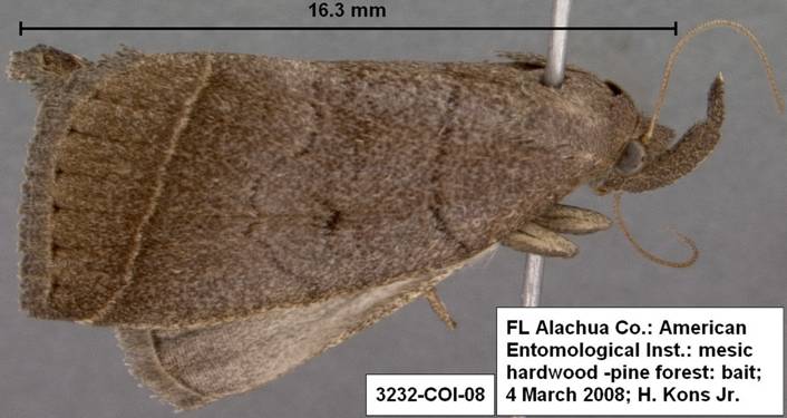 3232 Zanclognatha obscuripennis