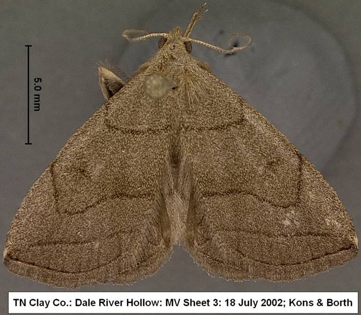 Zanclognatha pedipilalis