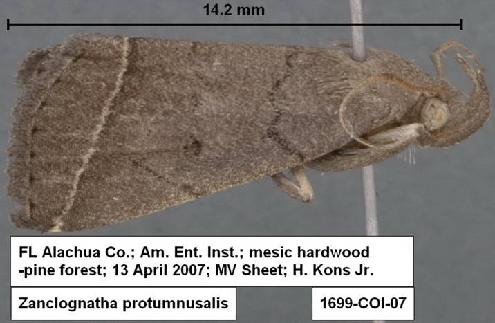 1699 Zanclognatha protumnusalis 1699