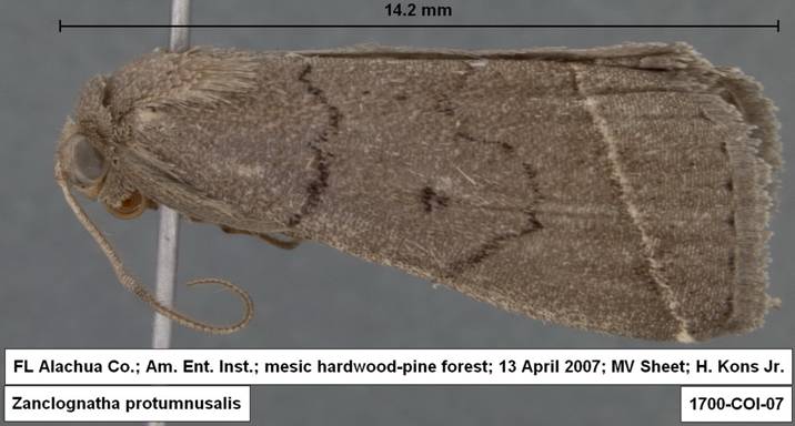 1700 Zanclognatha protumnusalis 1700