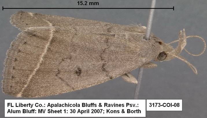 3173 Zanclognatha protumnusalis