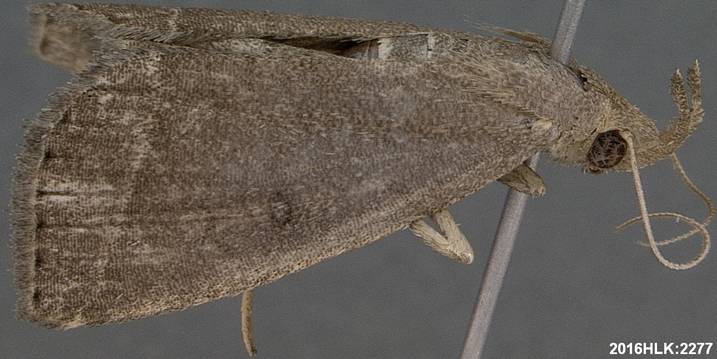 Zanclognatha protumnusalis 2277