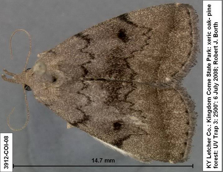 3912 Zanclognatha nr protumnusalis